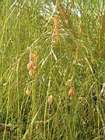Genet blanc - Retama (en Corse) (02) (Photo F. Mrugala)
